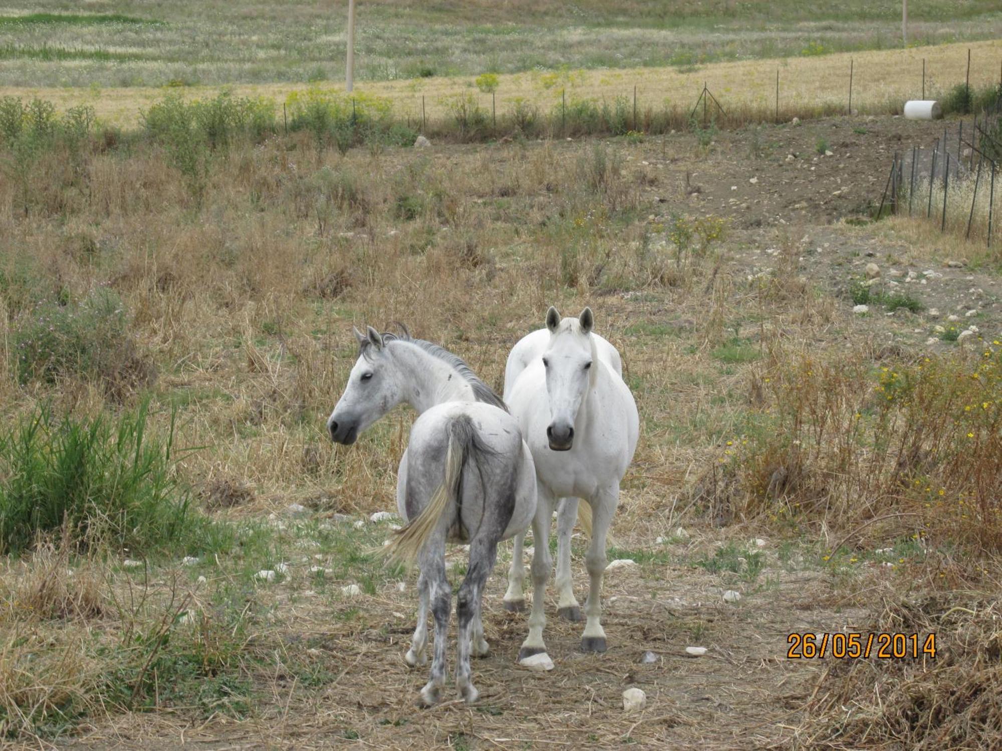 Agriturismo Reggia Saracena Agrigento Luaran gambar